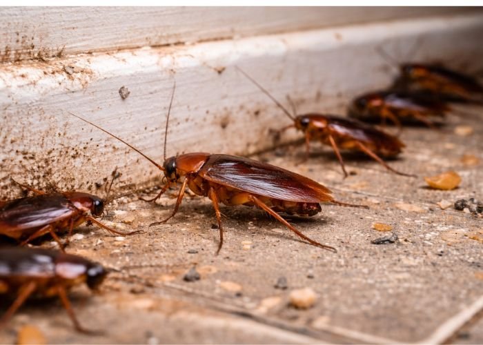 Cockroach Control