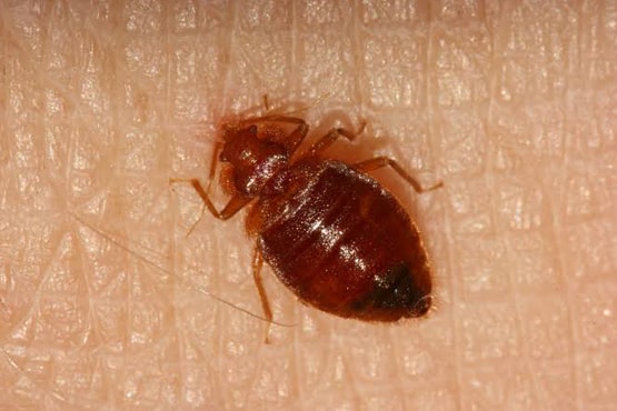 Residential Bed Bug Pest Control Services