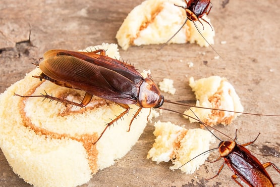 Residential Cockroach Pest Control