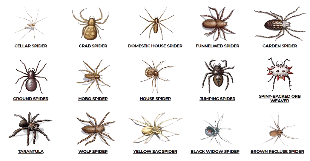 Check here are various types of spiders such as Cellar spider, crab spider, domestic house spider, house spider, jumping spider, tarantula and so on.