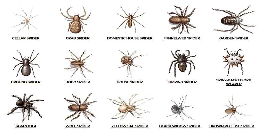 Check here are various types of spiders such as Cellar spider, crab spider, domestic house spider, house spider, jumping spider, tarantula and so on.