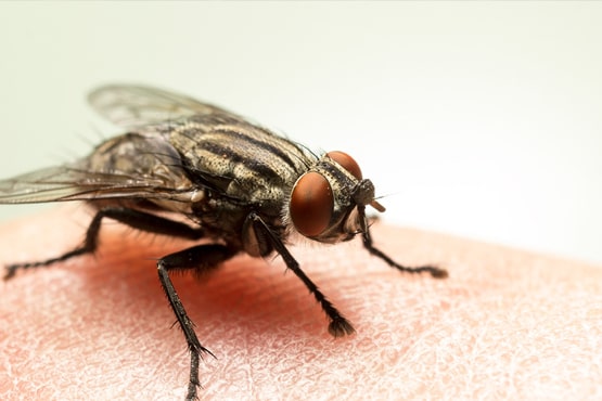 Residential Flies Pest Control Service
