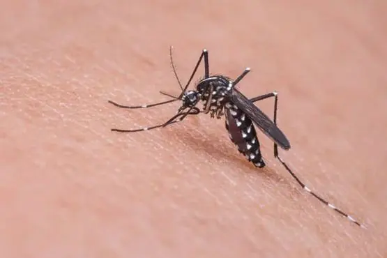 Commercial Mosquito Pest Control Service