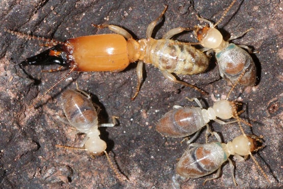 Post Pre Termite Pest Control