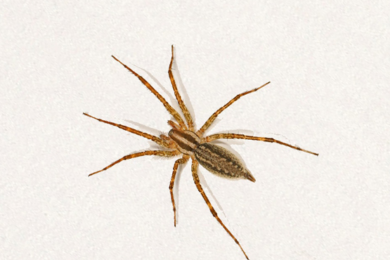 Residential Spider Pest Control Service