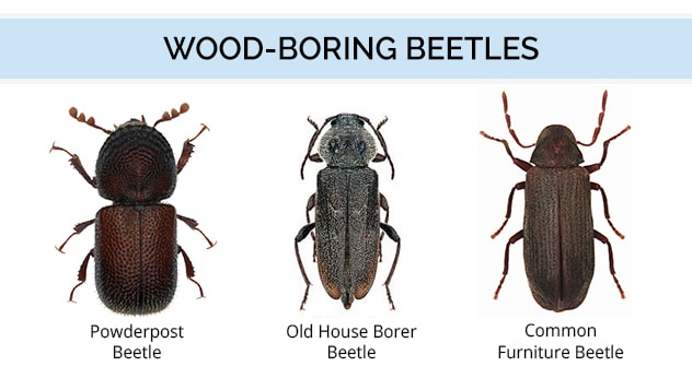 Wood Borer Beetles Pest Various Color