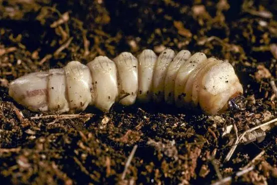 Commercial Wood Borer Pest Control